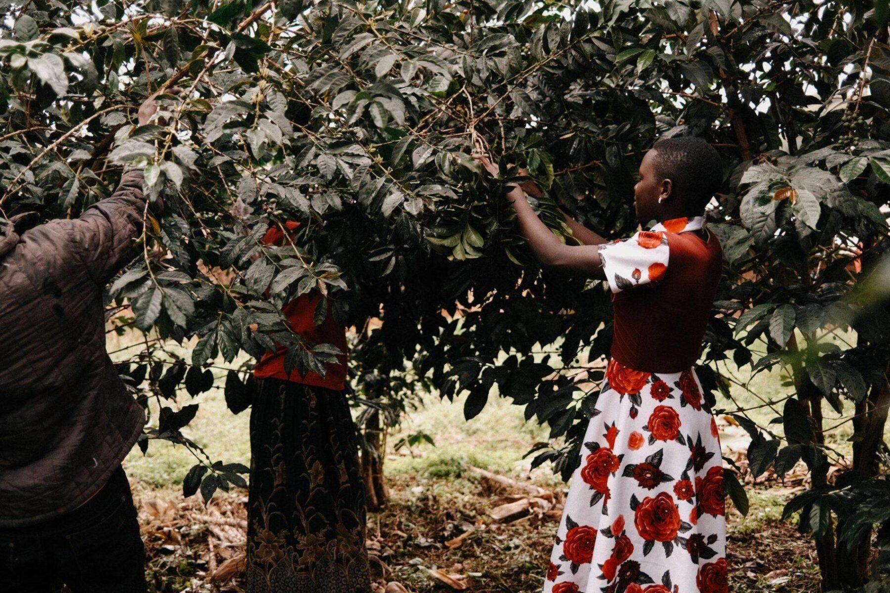 Sběrači kávových zrn v Ugandě na farmě