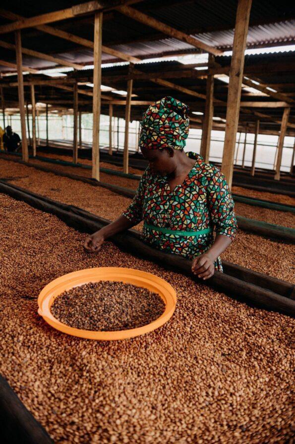 Quality control na kávové farmě